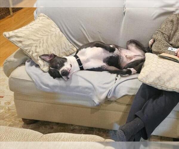 Medium Photo #2 American Pit Bull Terrier Puppy For Sale in Derwood, MD, USA