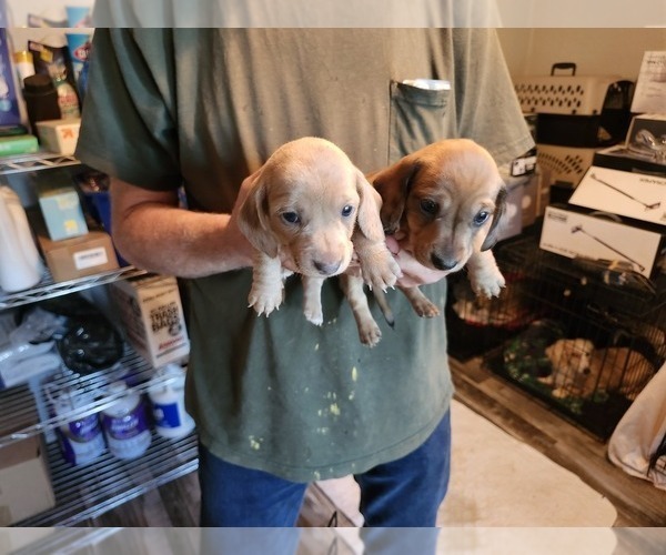 Medium Photo #3 Dachshund Puppy For Sale in COWETA, OK, USA