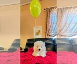 Puppy Cosmos Samoyed