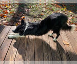 Small #1 Border Collie