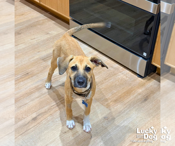 Medium Photo #8 Labrador Retriever-Unknown Mix Puppy For Sale in Washington, DC, USA