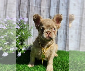 French Bulldog Puppy for sale in INDIANAPOLIS, IN, USA