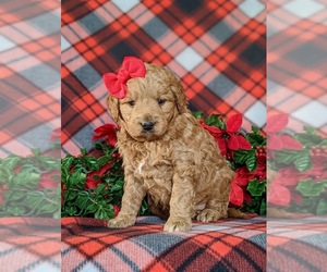 Goldendoodle (Miniature) Puppy for sale in KIRKWOOD, PA, USA