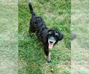 Poodle (Standard) Puppy for sale in BALLWIN, MO, USA