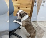 Small Photo #1 Boston Terrier Puppy For Sale in ATHENS, WI, USA