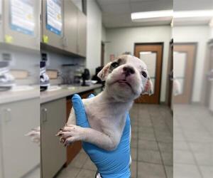 American Staffordshire Terrier Dogs for adoption in San Antonio, TX, USA