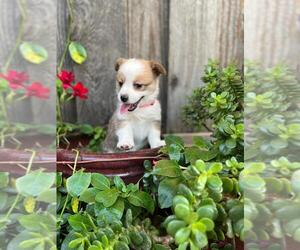 Aussie-Corgi Puppy for sale in SAN JOSE, CA, USA
