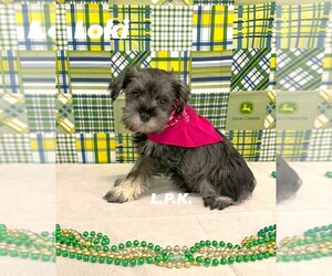 Schnauzer (Miniature) Puppy for sale in WINNSBORO, LA, USA