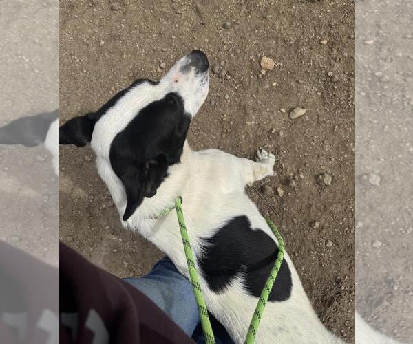 Medium Photo #3 Mutt Puppy For Sale in Incline Village, NV, USA