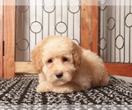 Small #3 Bichpoo