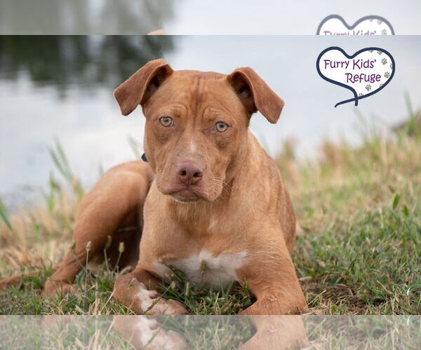 Medium Photo #1 Mutt Puppy For Sale in Lee's Summit, MO, USA