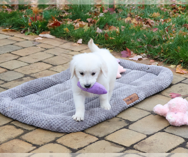 Medium Photo #5 English Cream Golden Retriever Puppy For Sale in SYRACUSE, IN, USA