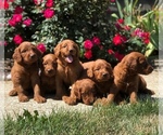 Small Photo #1 Goldendoodle Puppy For Sale in WOLCOTT, IN, USA