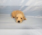 Small #7 Golden Retriever