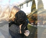 Small Photo #1 Labrador Retriever Puppy For Sale in INKSTER, MI, USA