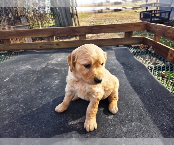 Medium Photo #2 Golden Retriever Puppy For Sale in LEON, KS, USA