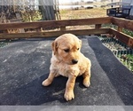 Small #1 Golden Retriever