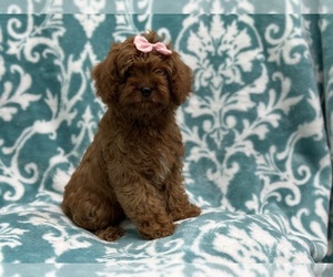 Cavapoo Puppy for sale in LAKELAND, FL, USA