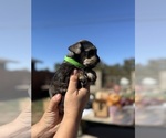 Small #2 Schnauzer (Miniature)