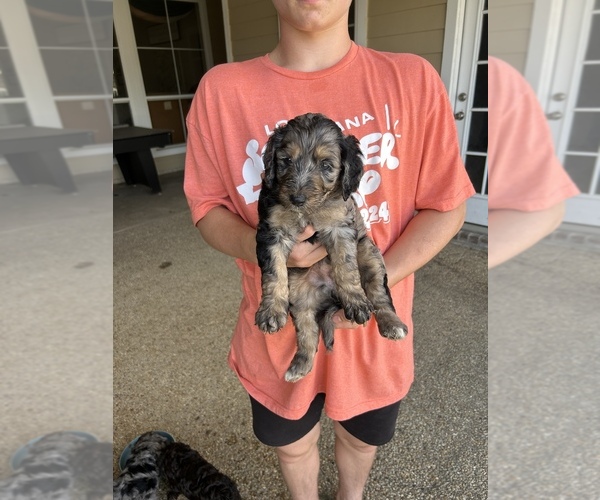 Medium Photo #1 Labradoodle Puppy For Sale in PRAIRIEVILLE, LA, USA