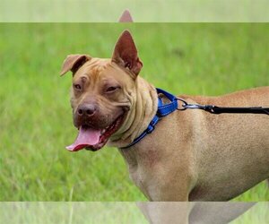 American Staffordshire Terrier-Chinese Shar-Pei Mix Dogs for adoption in Ocean Springs, MS, USA