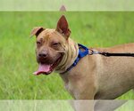 Small American Staffordshire Terrier-Chinese Shar-Pei Mix