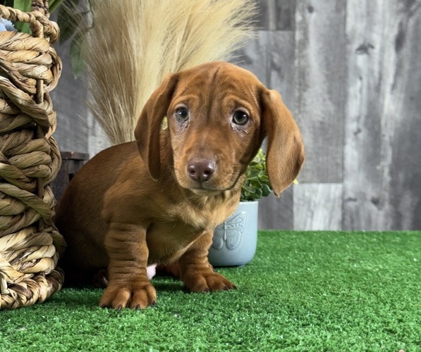 Medium Photo #6 Dachshund Puppy For Sale in CANOGA, NY, USA