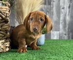 Small #5 Dachshund