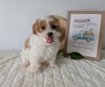 Small Photo #18 Poovanese Puppy For Sale in GOSHEN, IN, USA