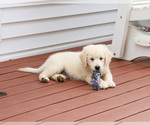 Small #11 English Cream Golden Retriever