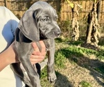 Puppy Adam Junior Weimaraner