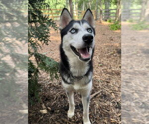 Farrah - Female Siberian Husky Dog for Adoption - Photo #7