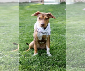 Sally Sue - Female Beagle-Unknown Mix Dog for Adoption - Photo #12
