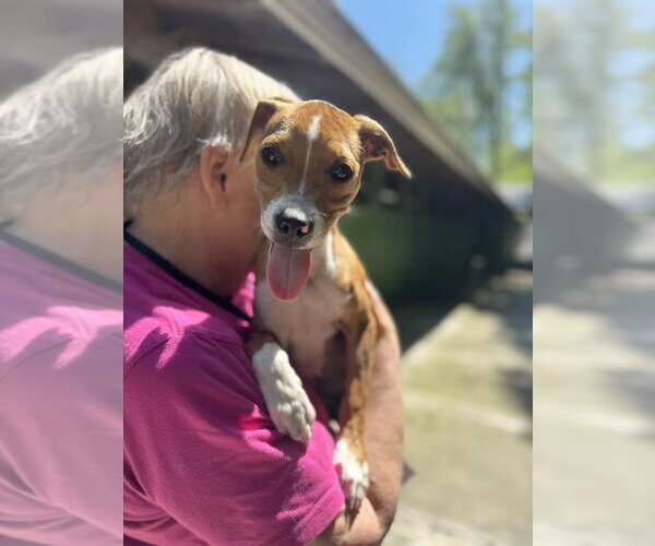 Medium Photo #3 Chihuahua-Unknown Mix Puppy For Sale in Elmsford, NY, USA
