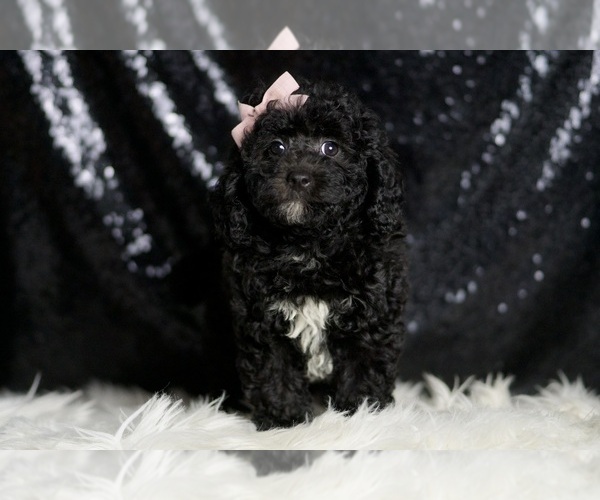 Medium Photo #4 Poodle (Miniature) Puppy For Sale in WARSAW, IN, USA