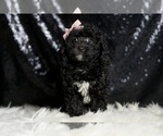 Small #3 Poodle (Miniature)