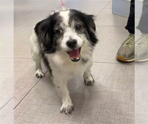 Chihuahua Dog for Adoption in Rancho Cucamonga, California USA