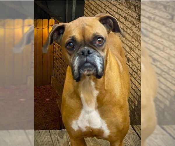 Medium Photo #2 Boxer Puppy For Sale in Austin, TX, USA