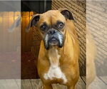 Small #1 Boxer