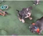 Small #49 American Pit Bull Terrier