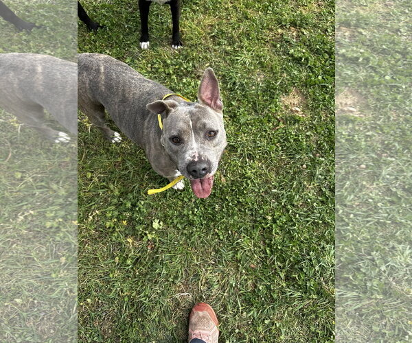 Medium Photo #6 American Pit Bull Terrier-Unknown Mix Puppy For Sale in Corning, AR, USA