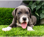 Small #8 Great Dane