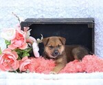 Small #3 Shiba Inu
