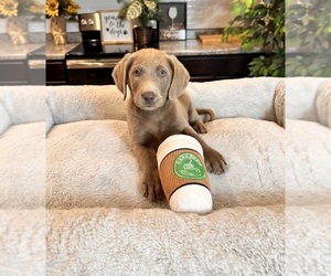 Labrador Retriever Puppy for sale in GREENWOOD, IN, USA