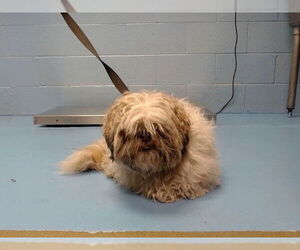 Shih Tzu-Unknown Mix Dogs for adoption in Moreno Valley, CA, USA