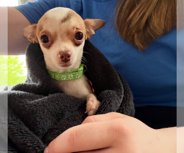 Medium Photo #2 Chihuahua-Unknown Mix Puppy For Sale in Grafton, WI, USA