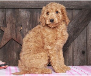 Goldendoodle-Poodle (Miniature) Mix Puppy for sale in FREDERICKSBG, OH, USA
