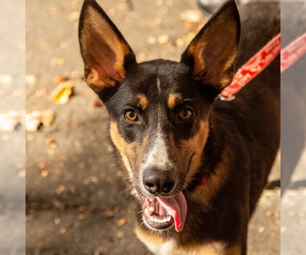 Medium Photo #1 Mutt Puppy For Sale in Canton, CT, USA