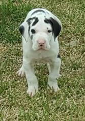 Great Dane Puppy for sale in GEORGETOWN, TX, USA