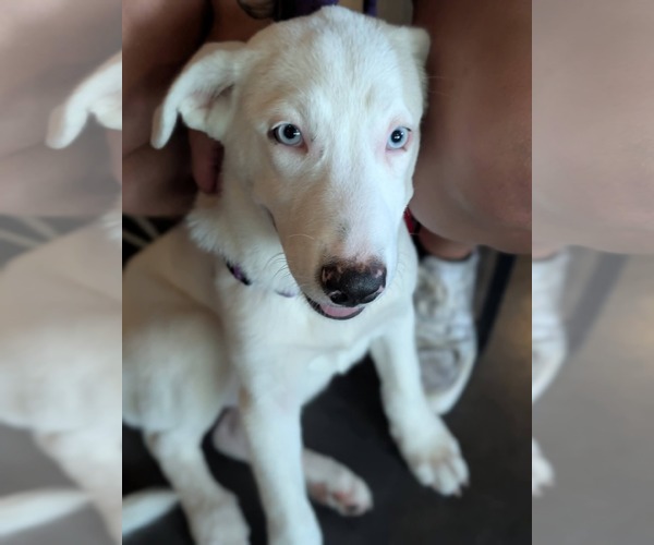 Medium Photo #2 American Pit Bull Terrier-Great Pyrenees Mix Puppy For Sale in Holly Springs, NC, USA